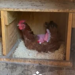 sr gallinita
