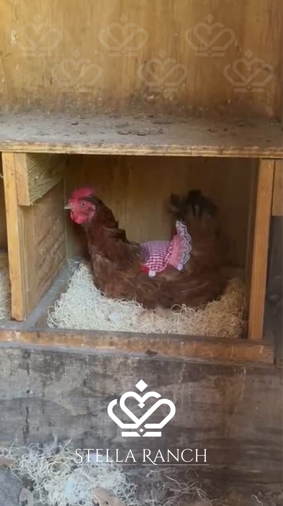 sr gallinita